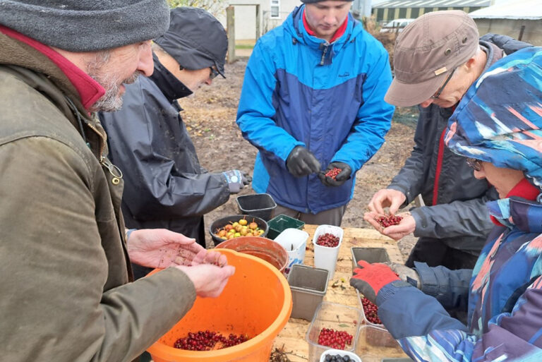 People sorting different types of berries