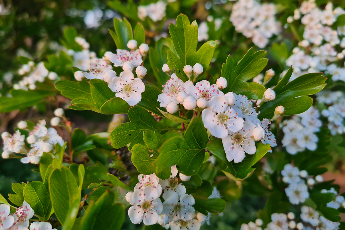 White Hawthorn flowers in bud adn in bloom