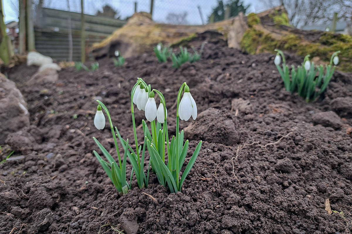 Snowdrops in bloom in a small bunch in the ground