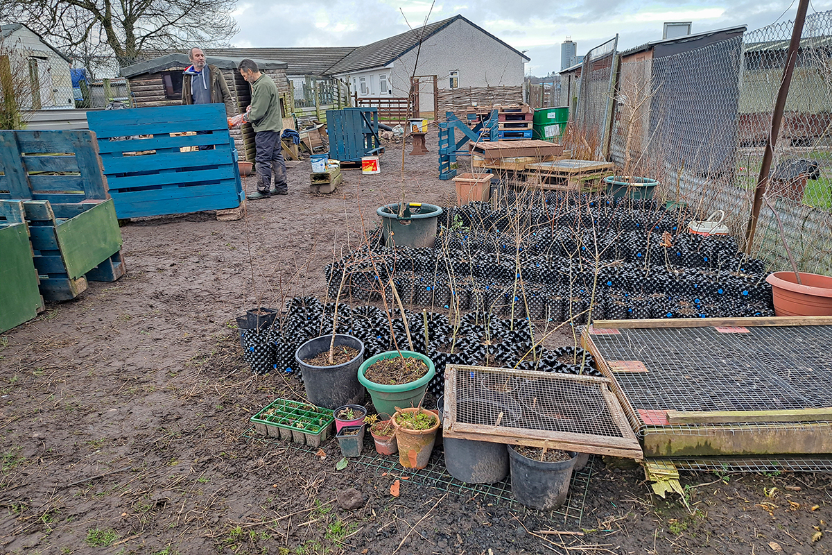 Lots of black plastic plant pots with twigs (future trees) planted in them