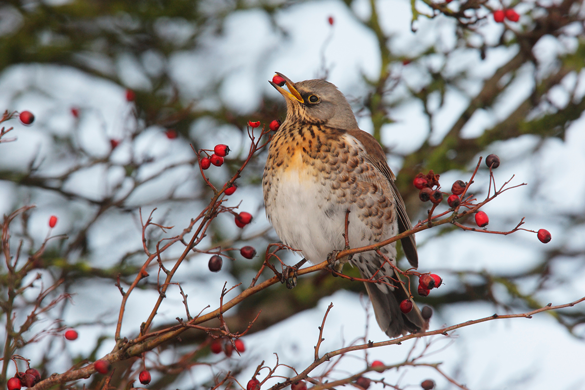 A brown, speckled bird - a Fieldfare with a red hawthorn berry in its beak,