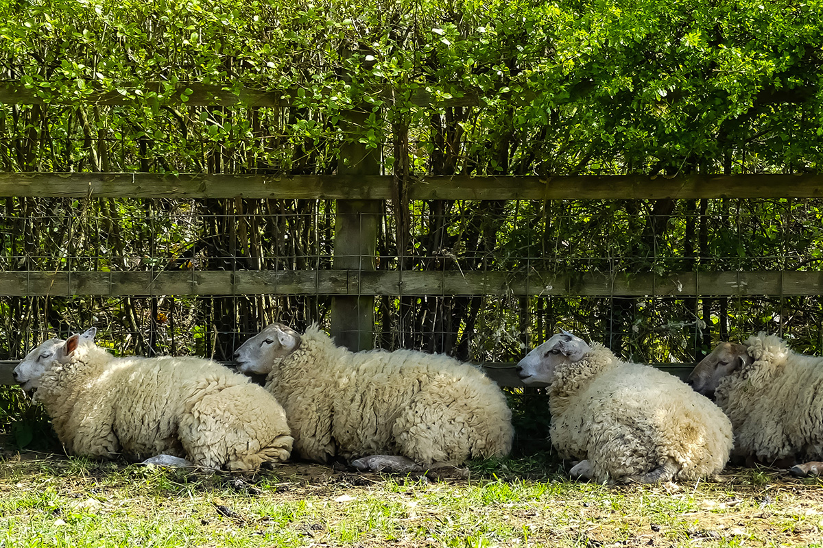 Sheep lying under a hedge
