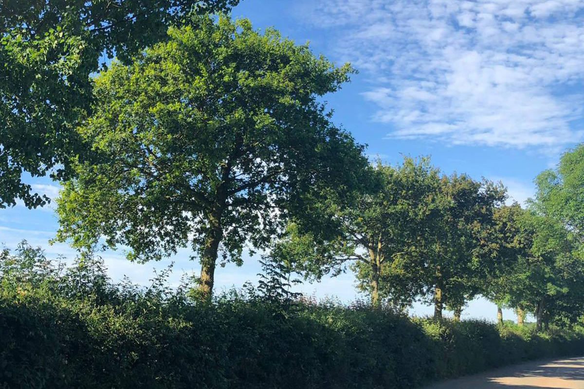 Green hedgerow by the side of a road with trees dotted along it