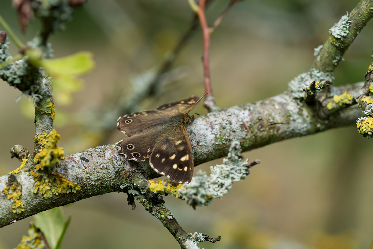 Speckled brown wood butterfly resting, wings spread on a branch.