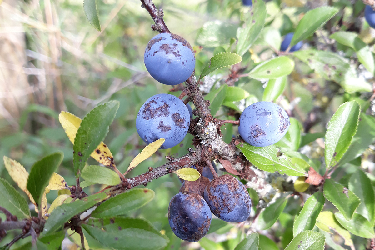 A bunch of purple sloe berries on a branch