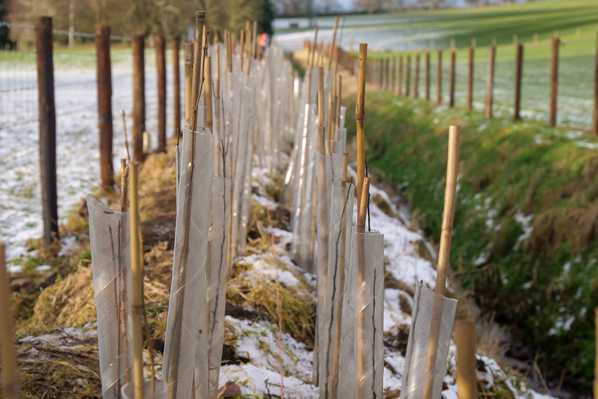 Whips (young trees) planted on the side of the ditch, secured with canes and covered with protective plastic tree tubes.