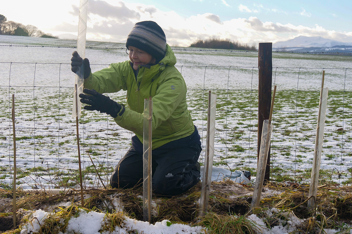 Volunteer hedge planting. Snow is on the ground.