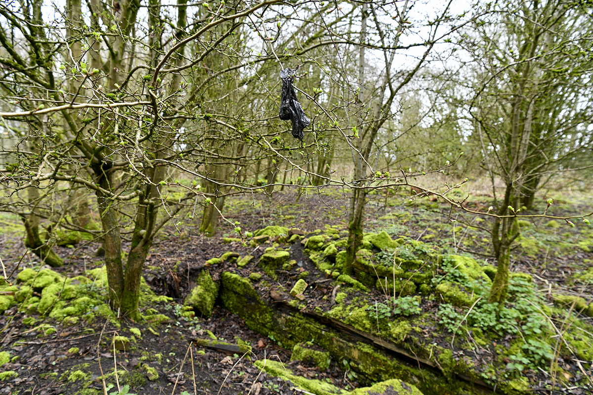 Black dog poo bag hanging from a branch