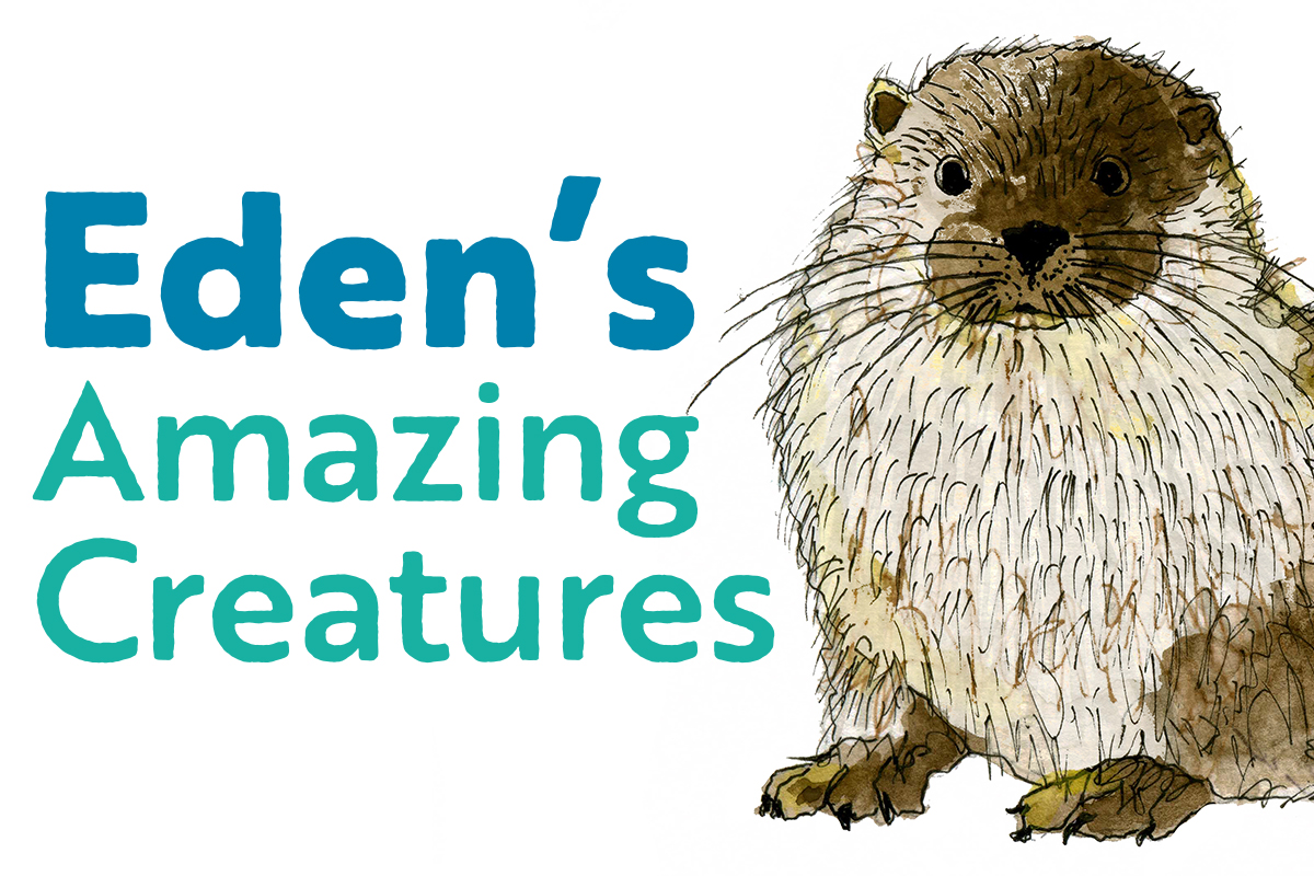 Illustration of an otter next to the words 