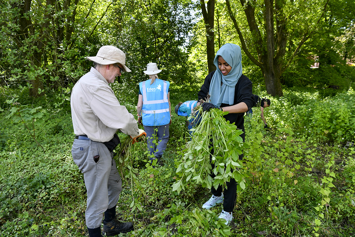 Two people with a bunch of long green plants in their hands, twisting off the rhizomes.