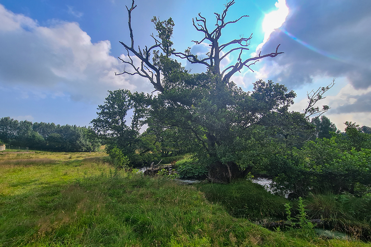 Large tree on the riverbank, silhouetted by the sun