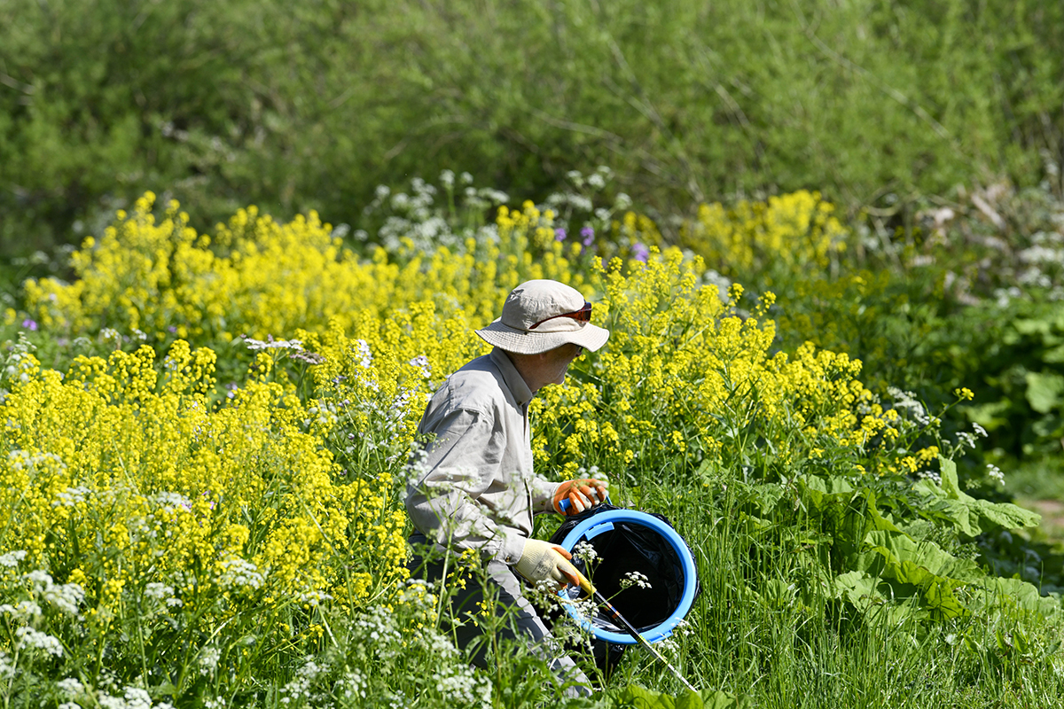 A man walks through long grass and tall plants with yellow flowers, with a bin bag in his hand, looking for litter.