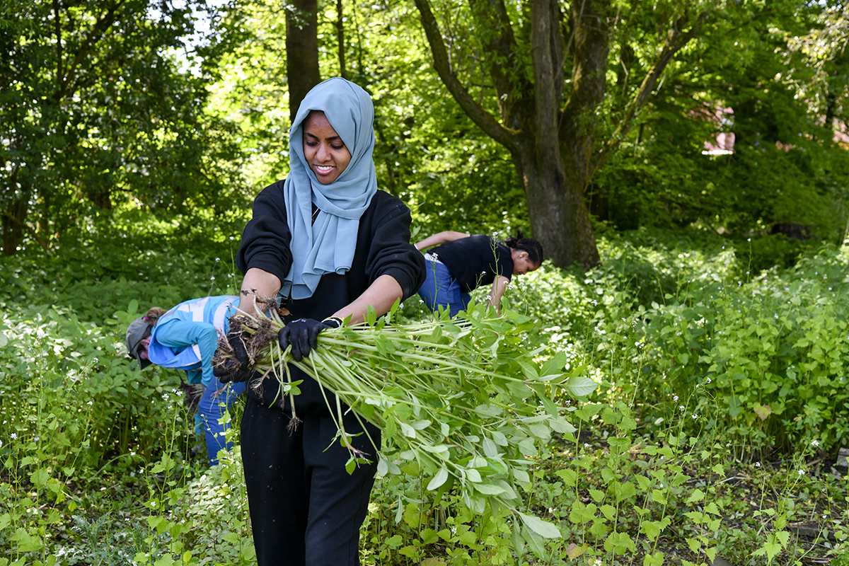 A woman carrying a bunch of long green plants (Himalayan balsam) in her hands.