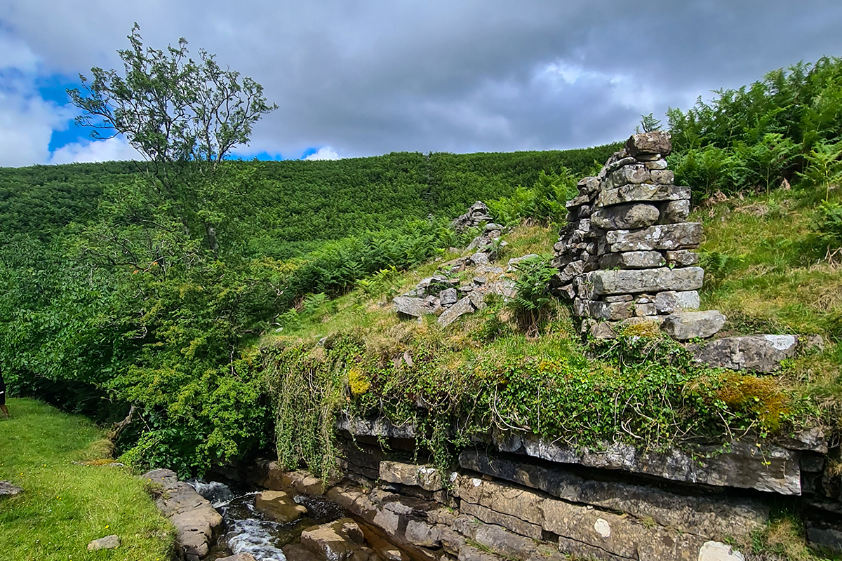 Planting overhanging the bank of a stream. To the right is the remains of a drystone wall.