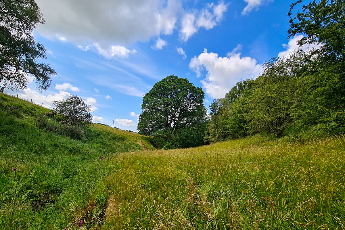 a field with trees