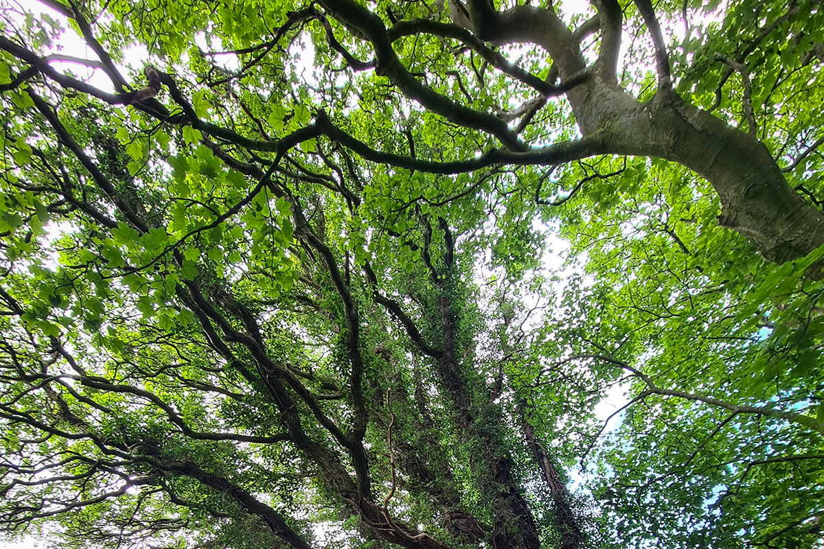 close up of tree branches covered in leaves