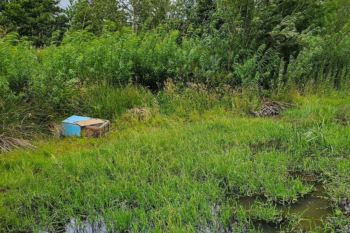 Cage containing water voles next to a beaver lodge