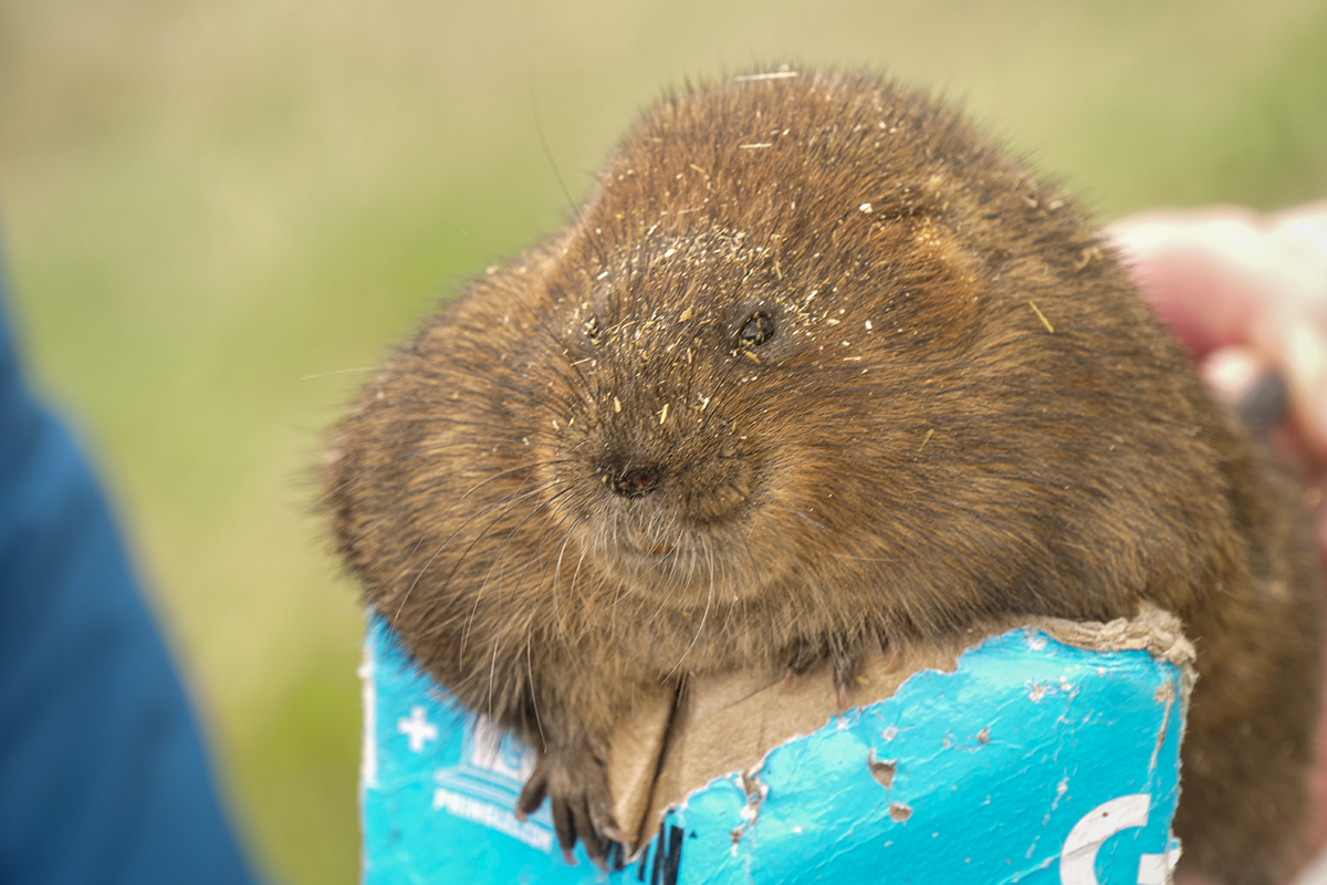 Brown water vole on top of a crisps tube