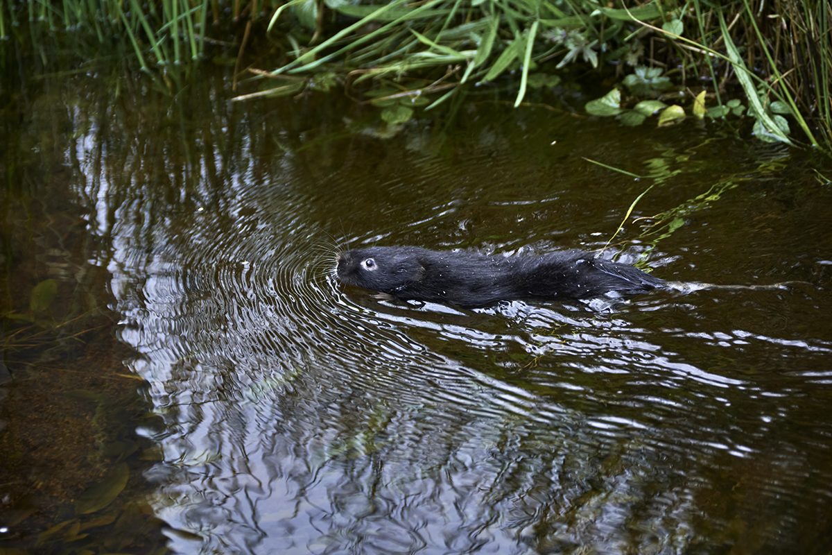Black water vole swimming in water. Can sees eyes, nose and top half of its body.