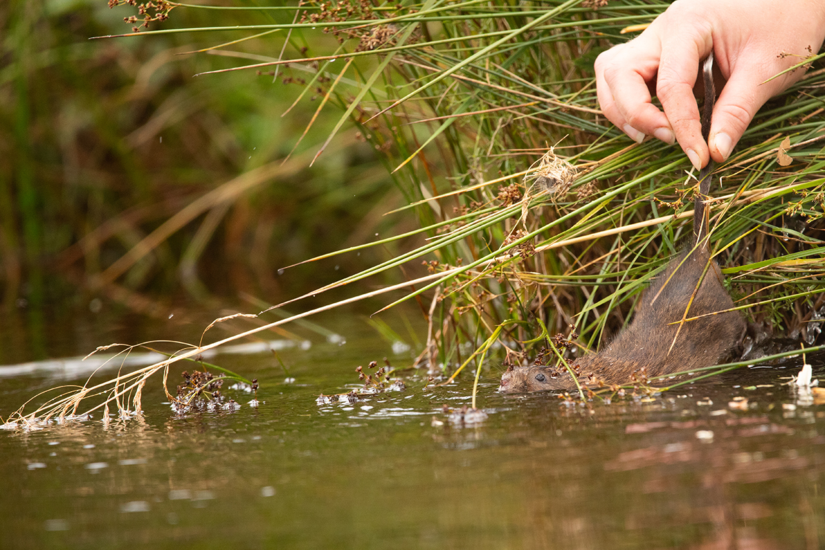 A water vole is held by its tail as it is gently lowered into the water.