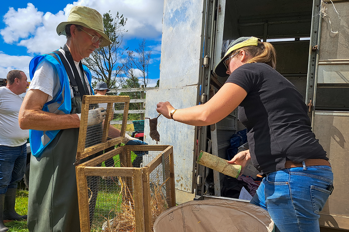 A man holds up the lid of a wireframe cage that will hold water voles