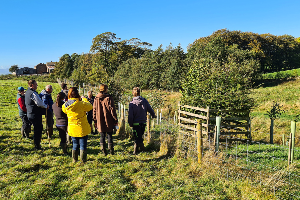 Group of people looking at a tree that is enclosed by a wooden box