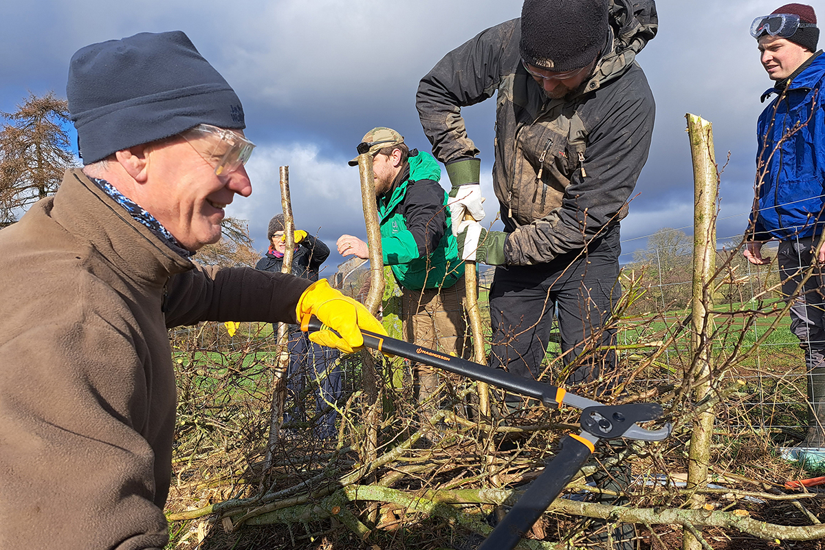 A man is using loppers to cut branches to lay a hedge. Another man holds a branch upright as a support for the laid hedge.