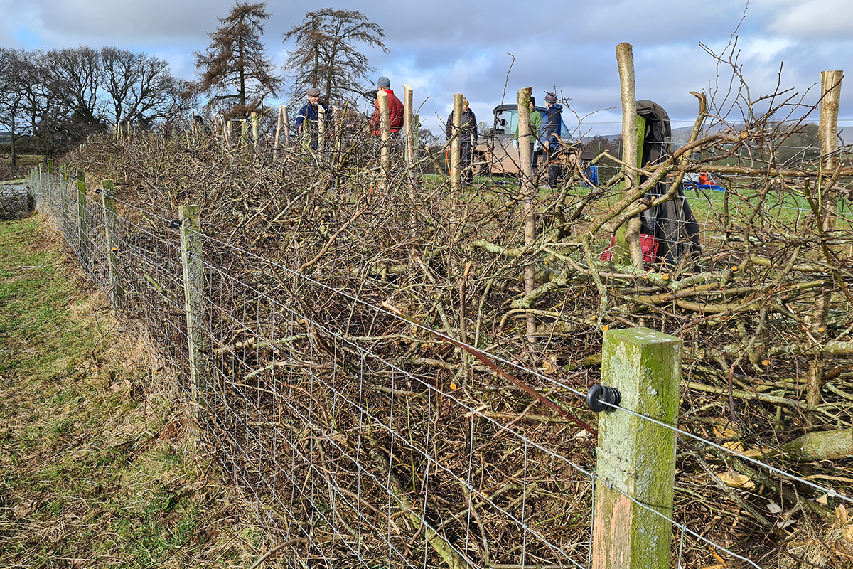 A fenced-in. newly-laid hedge with branches laid horizontal