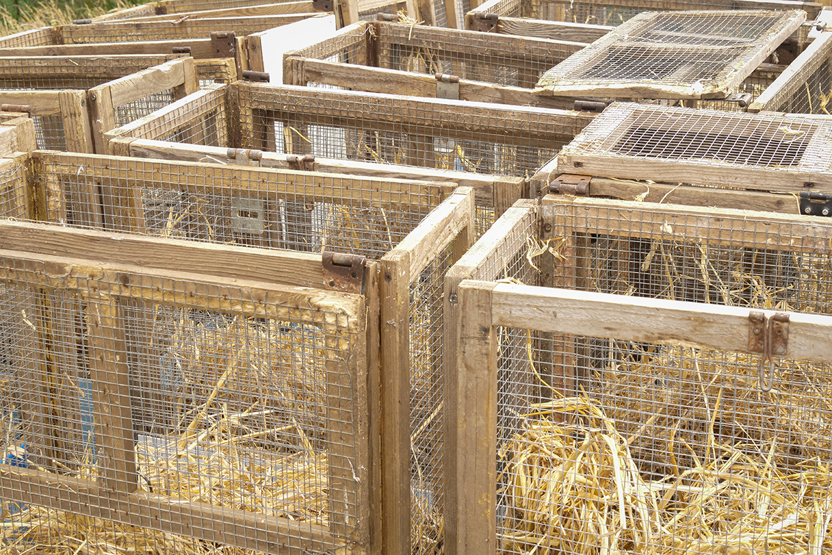 A group of wooden cages made from wood with wire frame sides, half filled with straw, with their lids open.
