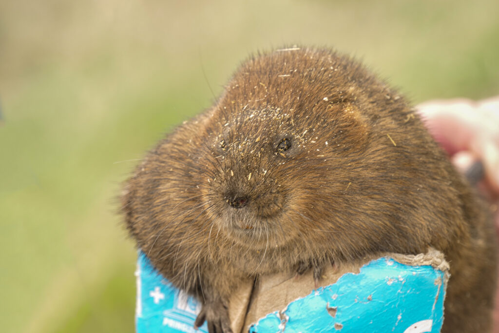 Brown water vole sitting on top of a round crisps tube.