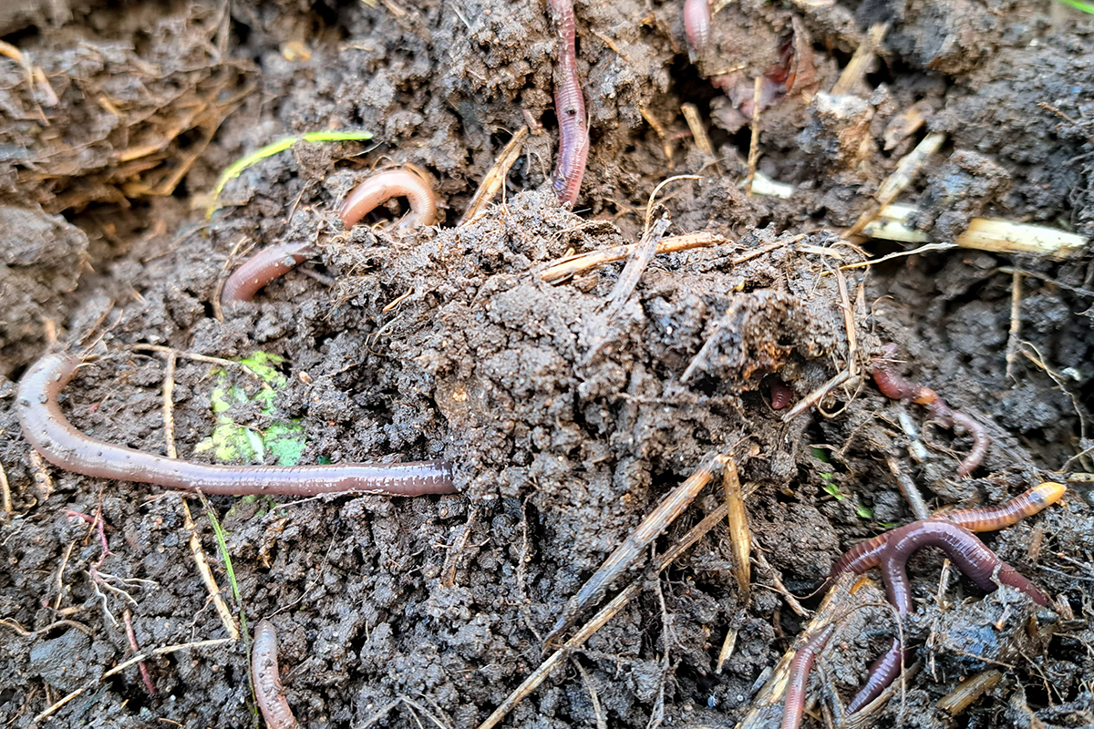 Worms wriggling in out out of a compost heap.