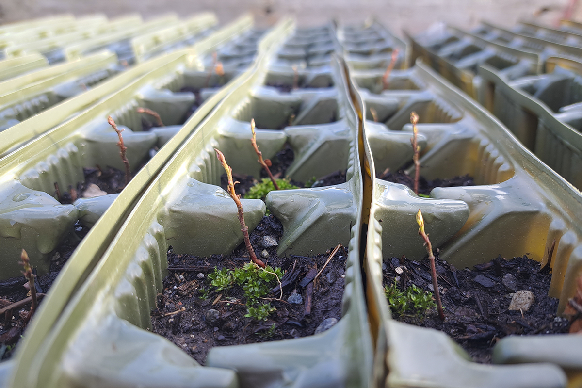 seedlings in rows of trays starting to sprout
