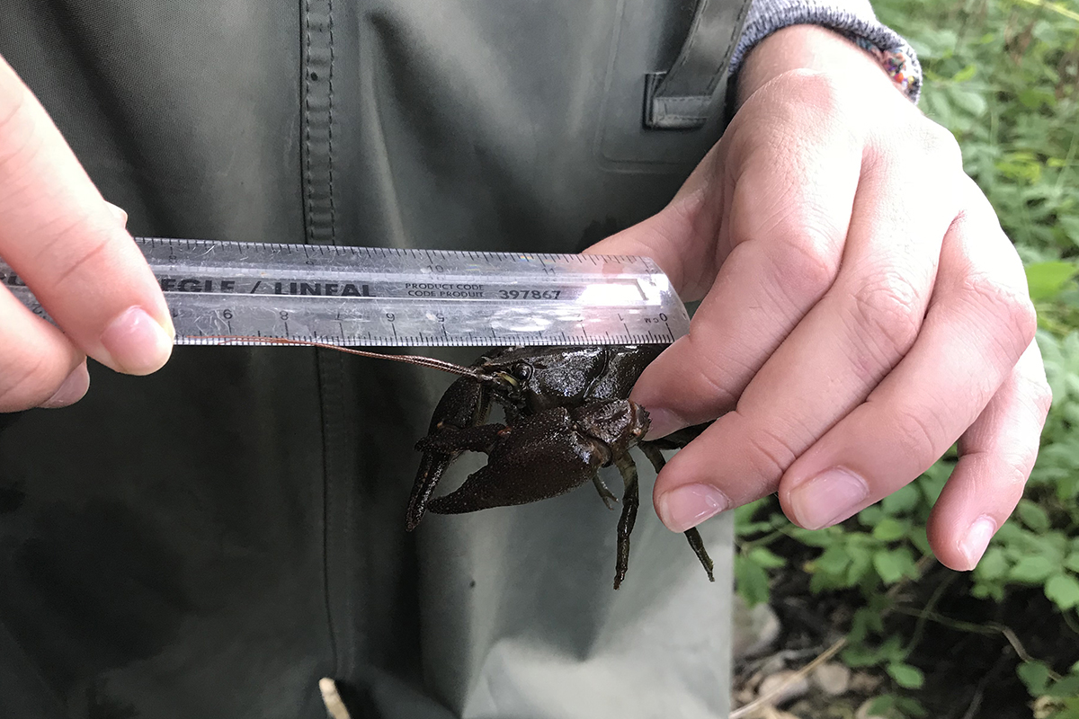Close up of two hands with a ruler inbetween them, One hand is holding a white-clawed crayfish and measuring its length.
