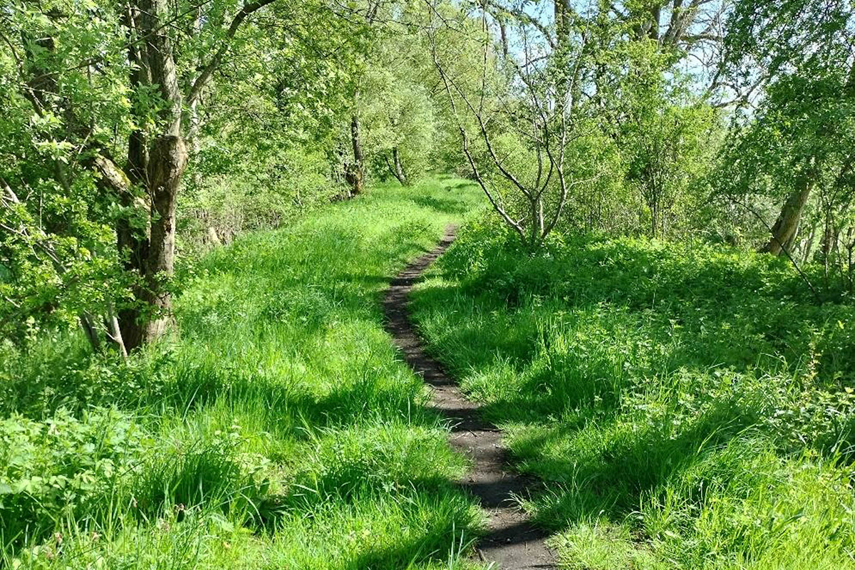 small path cutting through a wooded area with green verges.